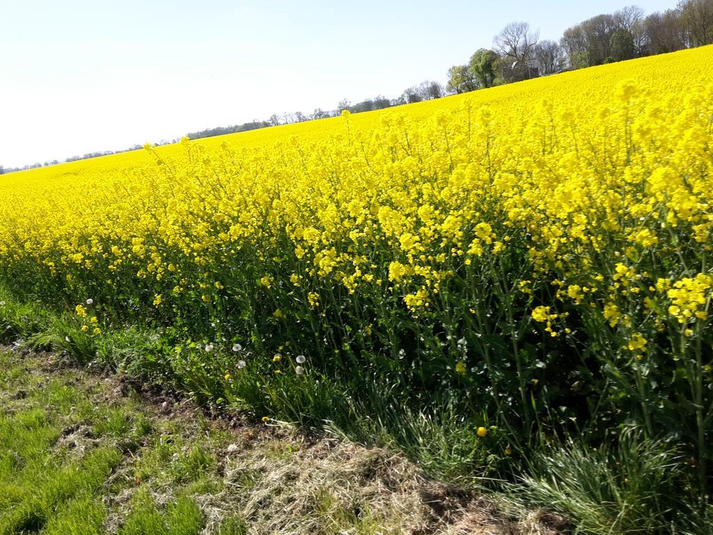 Ferienwohnungen Ruegen Findling 布雷格 外观 照片